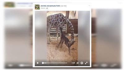 Image for story: WATCH: Not a drill! April the giraffe just gave birth!