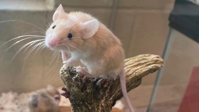 Image for story: 250 mice in need of loving homes following massive surrender, animal organization says