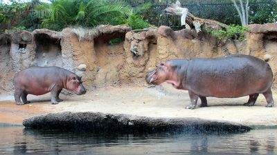 Image for story: San Antonio Zoo to offer Drive-Thru Zoo this weekend