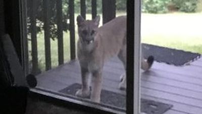 Image for story: 'We first saw this cougar 3 days ago. We have seen it every day since'