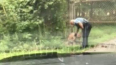 Image for story: Maryland police officer rescues deer trapped in gate