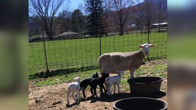 Image for story: Rare quadruplet lambs born in North Carolina