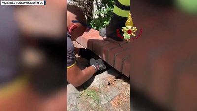 Image for story: Italian firefighters free hedgehog from under wall