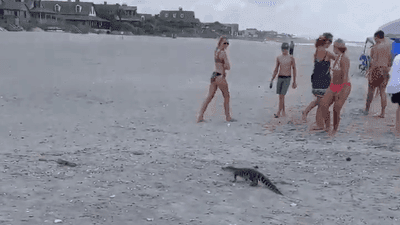 Image for story: Beach day! Baby gator visits Pawleys Island waterfront