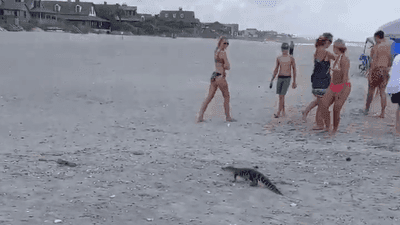 Image for story: Beach day! Baby gator visits Pawleys Island waterfront