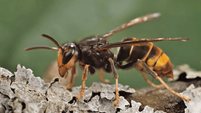 Image for story: Invasive yellow-legged hornet discovered for first time in US