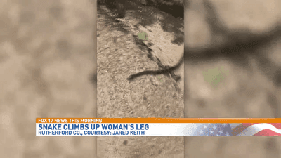 Image for story: Snake climbs up woman's leg in Tennessee