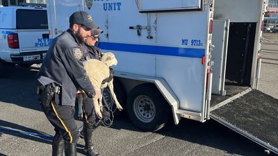 Image for story: 'Not baaaaad': New York police officers rescue wandering sheep in Brooklyn