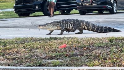 Image for story: 'See you later alligator!' Gator takes a stroll down Florida street