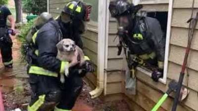 Image for story: Firefighters work together to save dog from house fire