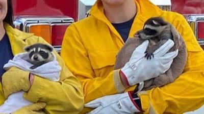 Image for story: GALLERY: 8 baby raccoons rescued from Utah construction site