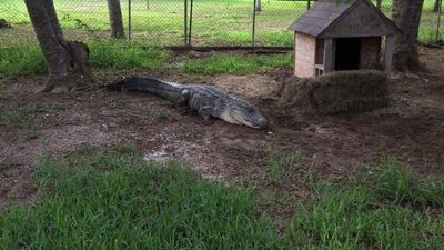 Image for story: 10-foot alligator caught outside of San Benito, Texas