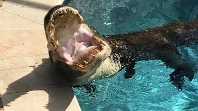 Image for story: Big gator takes a dip in a pool before capture