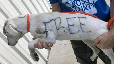 Image for story: Woman faces charges after dog found abandoned with permanent marker writing on its fur