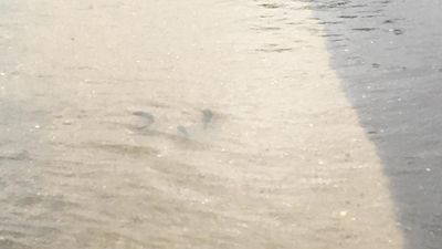 Image for story: Tropical Storm Irma makes for fishy streets in North Myrtle Beach