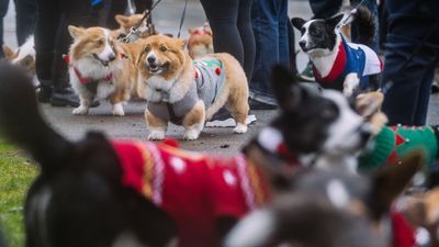 Image for story: PHOTOS: Corgis in ugly sweaters parade around Seattle's Green Lake