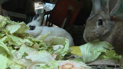 Image for story: City of Tulsa issues court date to man over violation of rabbit ordinances