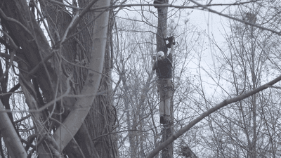 Image for story: Bear cub rescued after getting paw stuck between tree trunk and branch