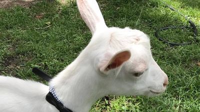 Image for story: Missing goat found after wild goose chase