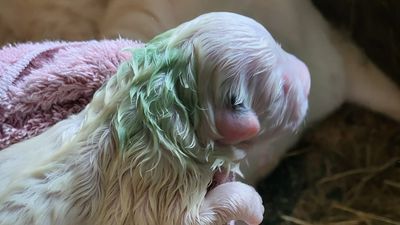 Image for story: Great Pyrenees gives birth to green puppy on Maine farm