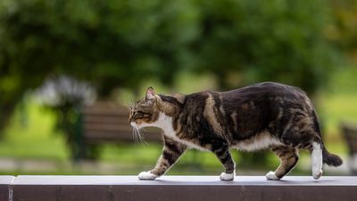 Image for story: Vermont college confers honorary doctorate in 'litter-ature' to campus cat