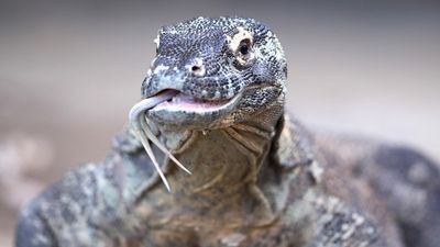 Image for story: Study finds Komodo dragons have iron-tipped teeth for easier killing