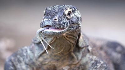 Image for story: Study finds Komodo dragons have iron-tipped teeth for easier killing