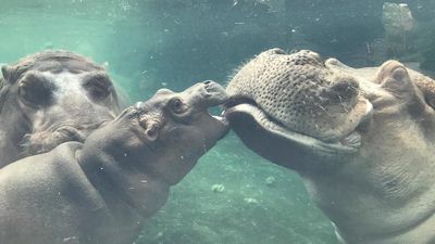 Image for story: Season 2 of "The Fiona Show" kicks off on famous hippo's 1st birthday