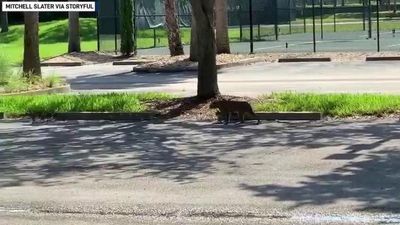 Image for story: Bobcat and 2 kittens take a stroll around a Florida golf course