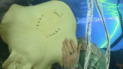 Image for story: Any day now: Pregnant stingray with no mate draws attention, crowds from near and far