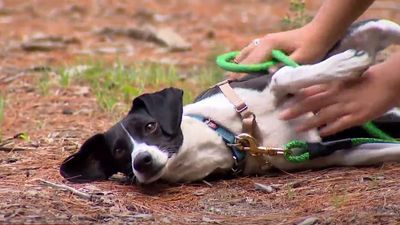 Image for story: Maine family adopts abandoned dog they found tied to tree 