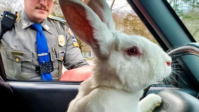 Image for story: Connecticut state troopers respond to 'harey' situation