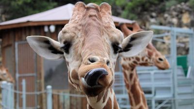 Image for story: San Antonio Zoo wants to give Geoffrey the Giraffe a new job as an ambassador