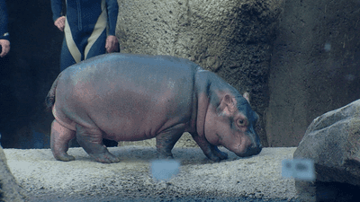 Image for story: Cincinnati Zoo backlash over tweet of Fiona sign at Women's March