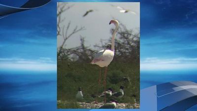 Image for story: Flamingo on the lam from Kansas zoo since 2005 spotted in Texas