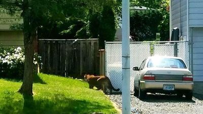 Image for story: Photo shows cougar prowling neighborhood; schools send out notice