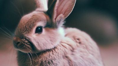 Image for story: VIDEO: Watch this kitten who thinks he's a bunny