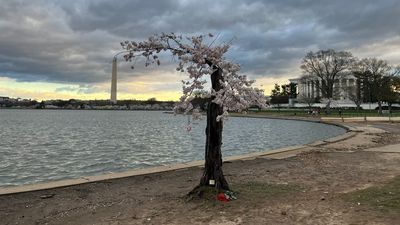 Image for story: Fans say goodbye as beloved cherry tree 'Stumpy' set to be removed in late May