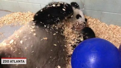 Image for story: Zoo animals staying cool