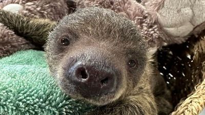 Image for story: Baby sloth born at zoo in Rhode Island sparks hope for species survival