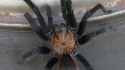 Image for story: Residents prepare to see hundreds of tarantulas crawling across Oklahoma