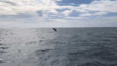 Image for story:  Dolphins swim alongside Massachusetts police boat