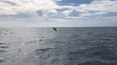 Image for story:  Dolphins swim alongside Massachusetts police boat