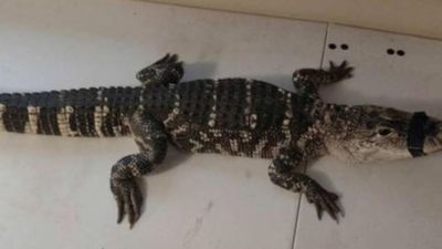 Image for story: D.C. police officers find alligator while on patrol