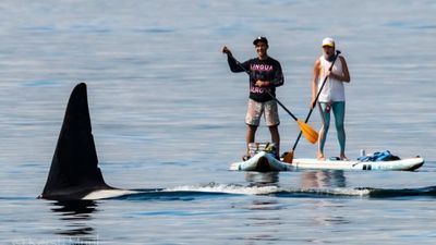 Image for story: PHOTOS: Paddle boarders get a close encounter with orca siblings off West Seattle 