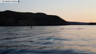 Image for story:  Orcas swim alongside boat as sun sets over Newfoundland coast