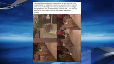 Image for story: Mountain lion found napping Oregon woman's house