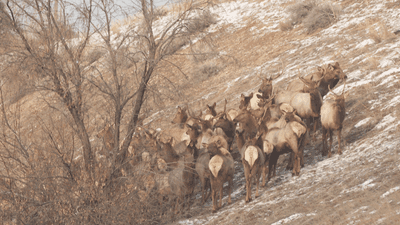 Image for story: Crews close several parts of Utah highway to relocate herd of elk