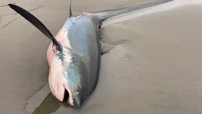 Image for story: Thresher shark washes ashore in Washington, public necropsy performed at beach