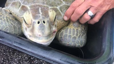 Image for story: Man dives into dangerous waters to rescue sea turtle on Navarre Beach